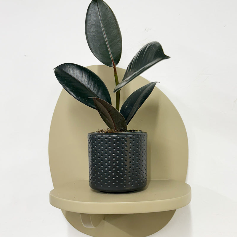 Mini Rubber Plant & pot