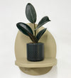 Mini Rubber Plant & pot