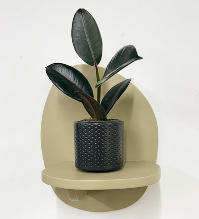 Mini Rubber Plant & pot