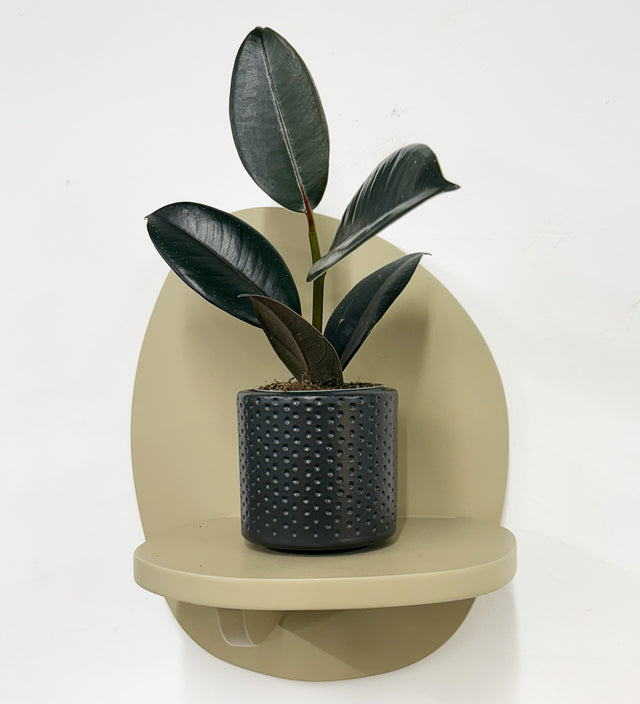 Mini Rubber Plant & pot