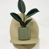 Mini Rubber Plant & pot