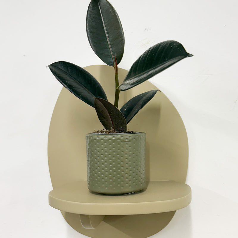 Mini Rubber Plant & pot
