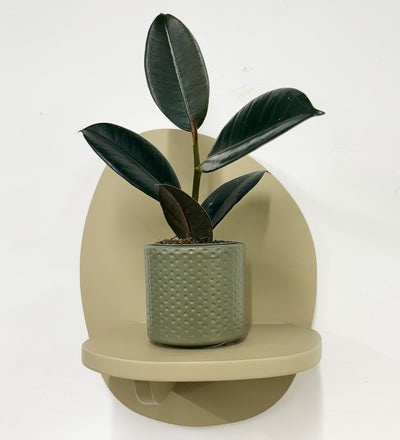 Mini Rubber Plant & pot