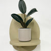 Mini Rubber Plant & pot