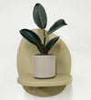 Mini Rubber Plant & pot