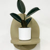 Mini Rubber Plant & pot