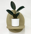 Mini Rubber Plant & pot