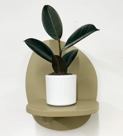 Mini Rubber Plant & pot