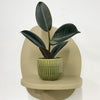 Mini Rubber Plant & pot