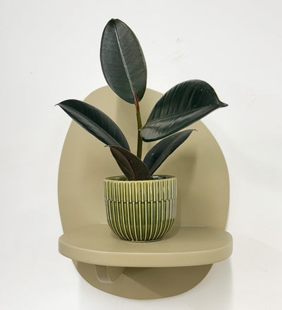 Mini Rubber Plant & pot