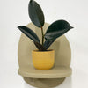 Mini Rubber Plant & pot