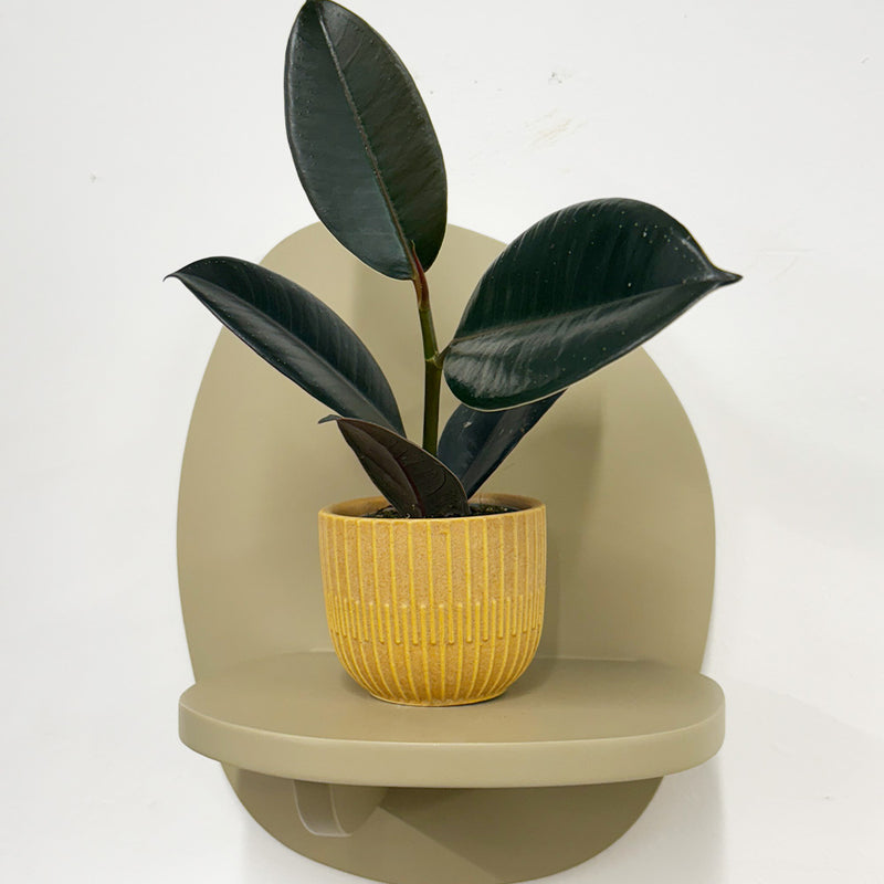 Mini Rubber Plant & pot