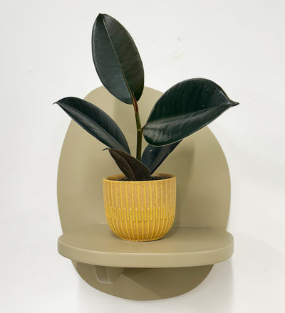 Mini Rubber Plant & pot