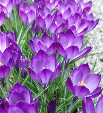 Crocus Ruby Giant Bulbs