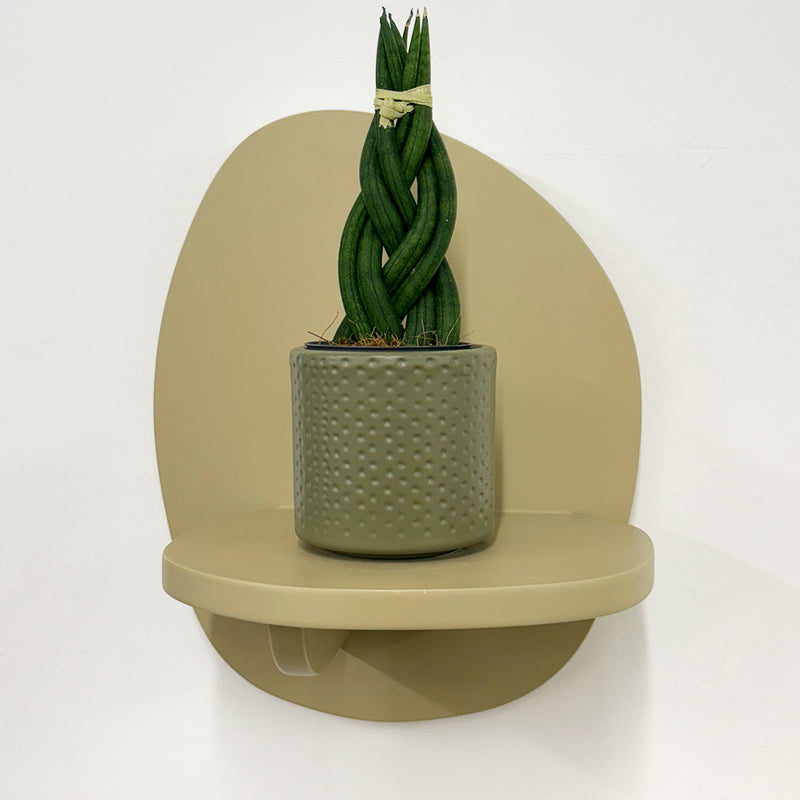 Mini Sansevieria braid & Pot