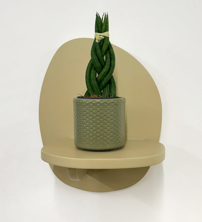 Mini Sansevieria Cylindrica Twist & Pot