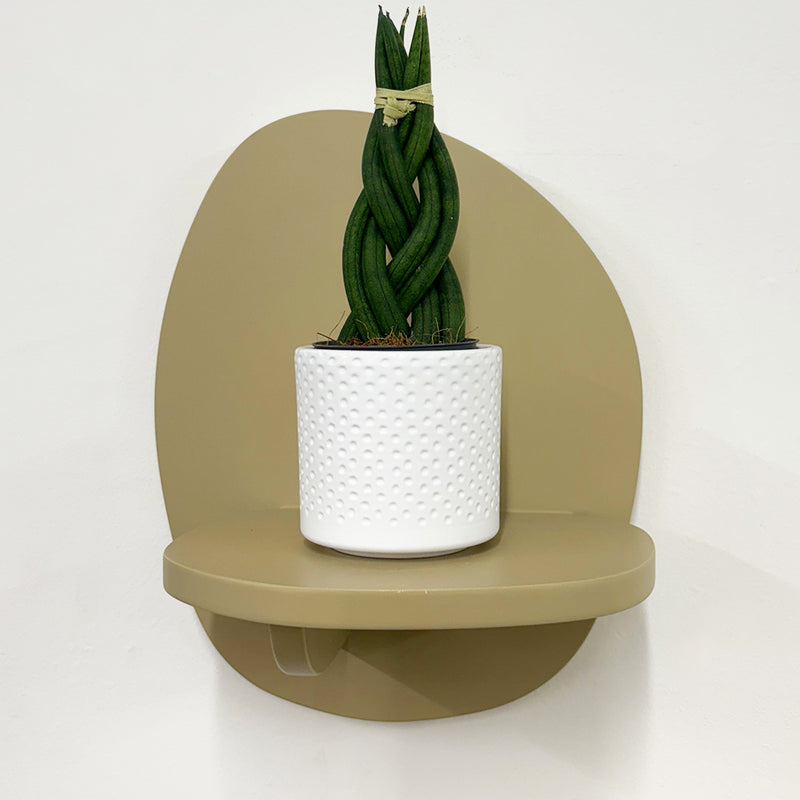 Mini Sansevieria braid & Pot