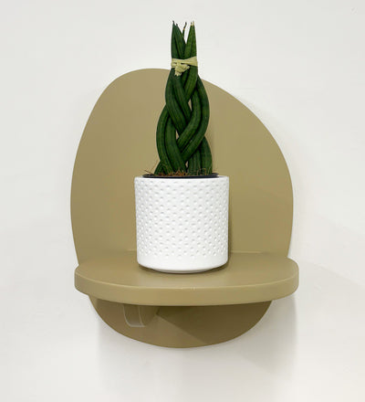 Mini Sansevieria Cylindrica Twist & Pot