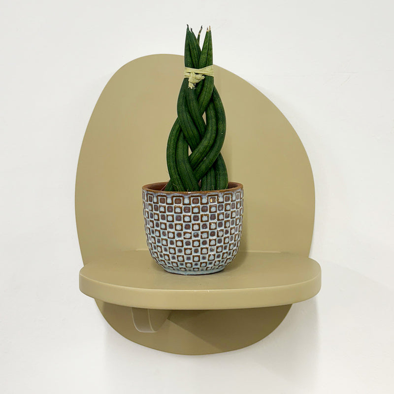 Mini Sansevieria braid & Pot
