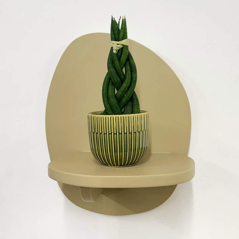 Mini Sansevieria braid & Pot