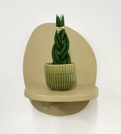 Mini Sansevieria Cylindrica Twist & Pot