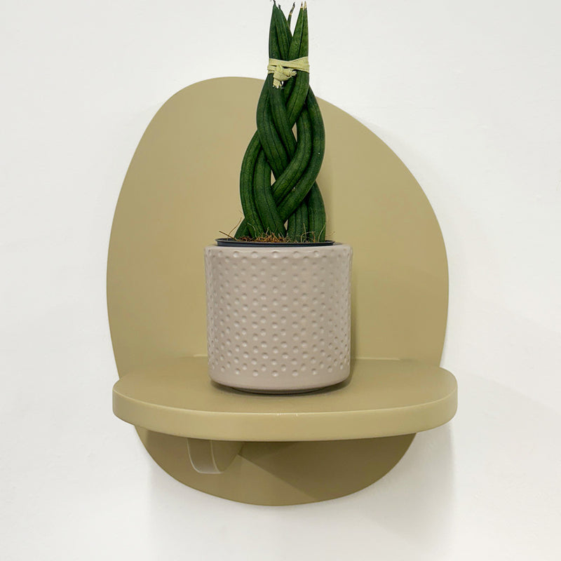 Mini Sansevieria braid & Pot
