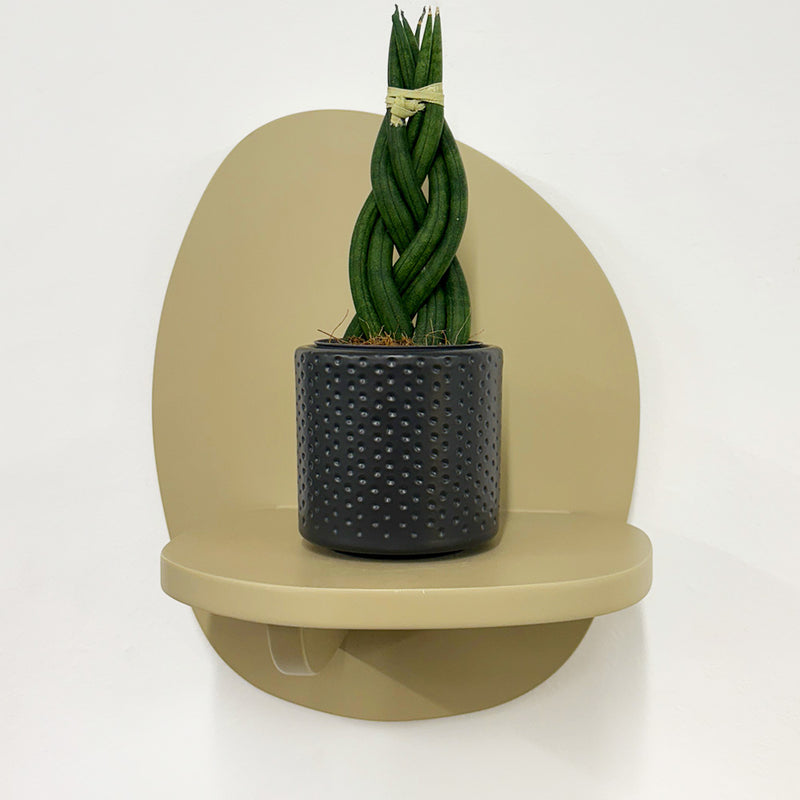 Mini Sansevieria braid & Pot