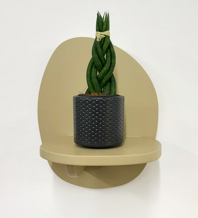 Mini Sansevieria Cylindrica Twist & Pot