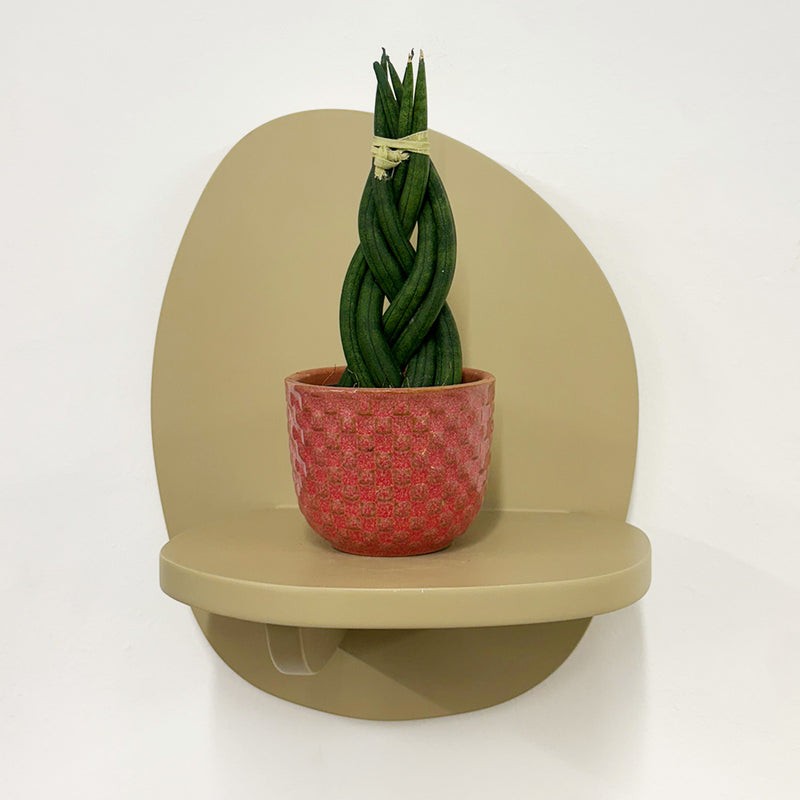 Mini Sansevieria braid & Pot