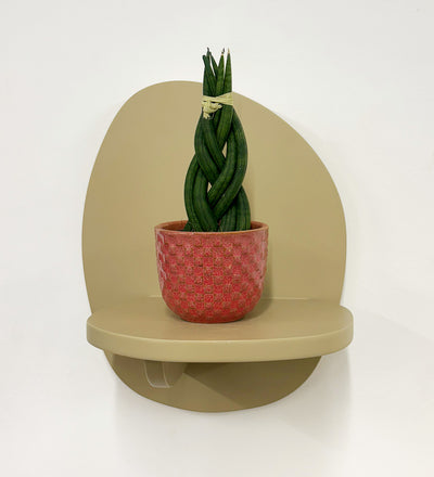 Mini Sansevieria Cylindrica Twist & Pot