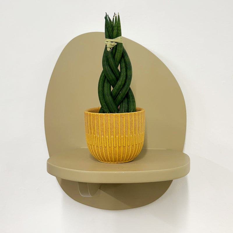 Mini Sansevieria braid & Pot