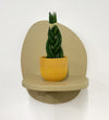 Mini Sansevieria Cylindrica Twist & Pot