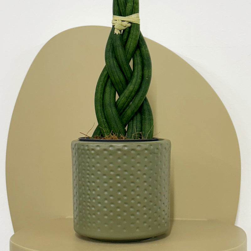 Mini Sansevieria braid & Pot
