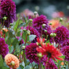 Dahlia Gift Bag