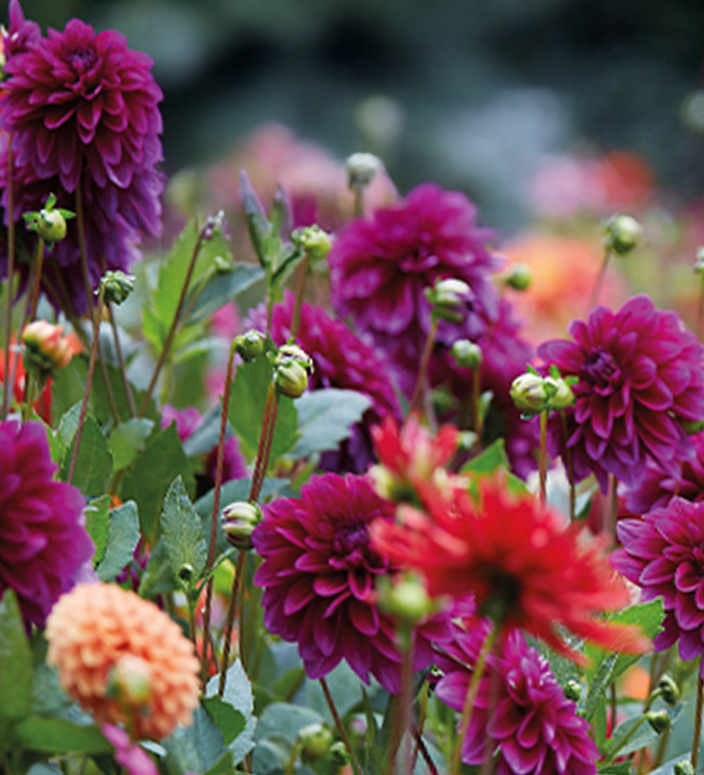 Dahlia Gift Bag
