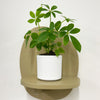 Mini Umbrella Plant & Pot