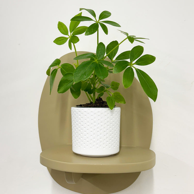 Mini Umbrella Plant & Pot