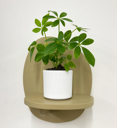 Mini Umbrella Plant & Pot