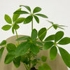 Mini Umbrella Plant & Pot
