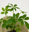 Mini Umbrella Plant & Pot