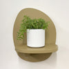 Mini Sedum Silverstar & Pot
