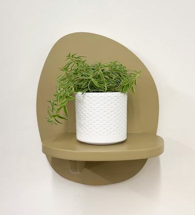 Mini Sedum Silverstar & Pot