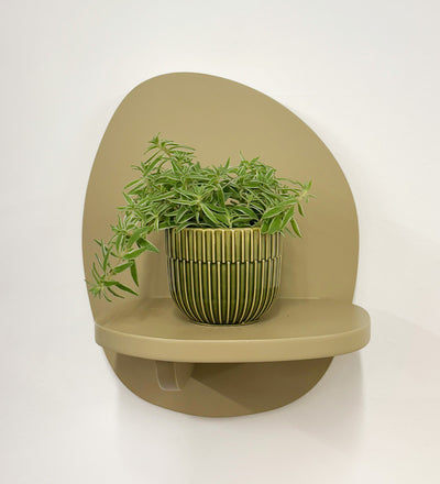 Mini Sedum Silverstar & Pot