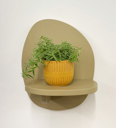 Mini Sedum Silverstar & Pot