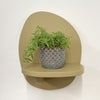 Mini Sedum Silverstar & Pot