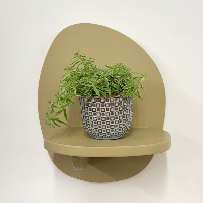 Mini Sedum Silverstar & Pot