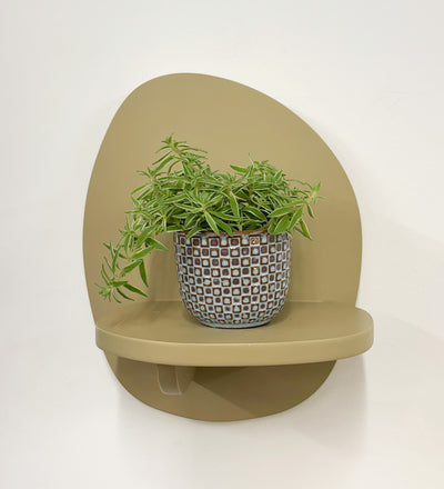 Mini Sedum Silverstar & Pot