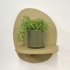 Mini Sedum Silverstar & Pot