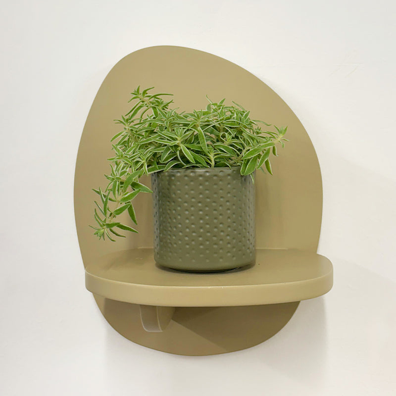 Mini Sedum Silverstar & Pot