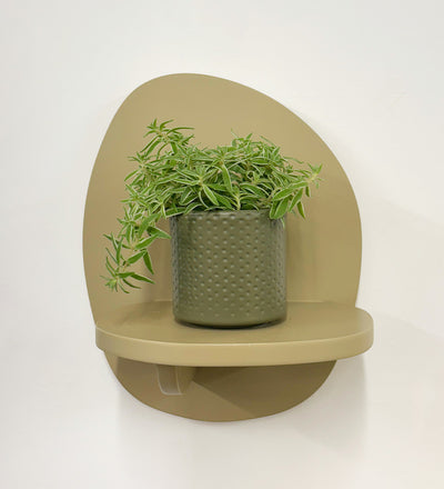 Mini Sedum Silverstar & Pot